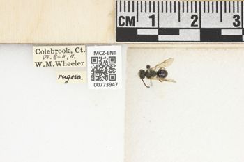 Media type: image;   Entomology 773947 Aspect: Labels